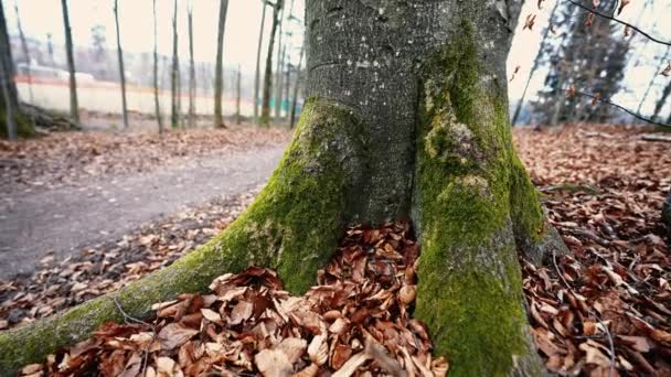 Mossbelagt Träd Med Rötter Den Lugna Höstskogen — Stockvideo