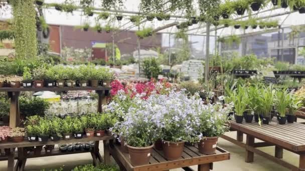 Urban Garden Oasis Levendige Bloemenwinkel Kas Vitrines Kleurrijke Bloemen Potplanten — Stockvideo