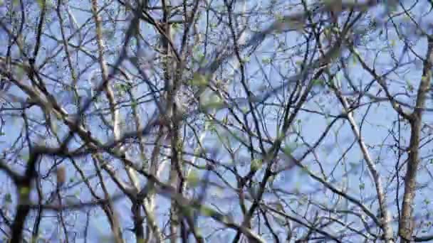 動きの鐘から見た冬季のベアードライツの枝 — ストック動画