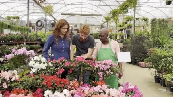 Взявши Блум Арома Рудоволоса Пара Досліджує Аромати Квітів Квітковому Магазині — стокове відео