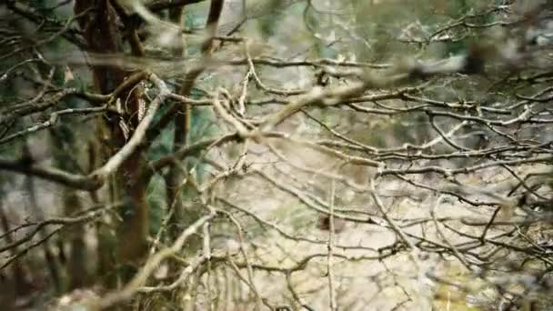 秋の秋の秋の季節の森の乾燥した枝およびフラクタル パターンは 複雑さを発注しました — ストック動画