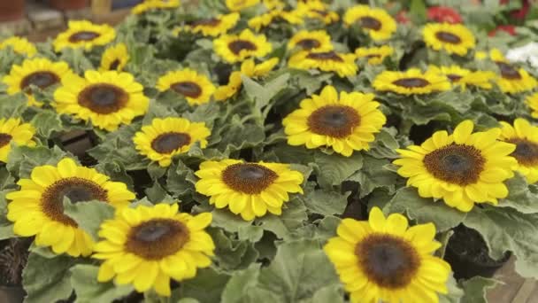 Varázslatos Napraforgó Palánták Gyönyörű Napraforgó Rügyek Igazított Virágüzlet Üvegház Sorok — Stock videók