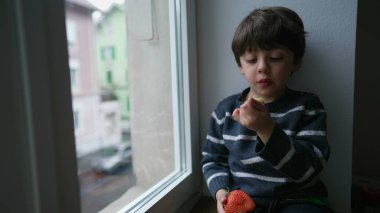 Düşünceli çocuk pencere kenarından meyve yiyor ve ikinci katın manzarasına bakıyor. Küçük çocuk çilekten bir ısırık alıyor, düşünceli bir ifadeyle atıştırıyor.