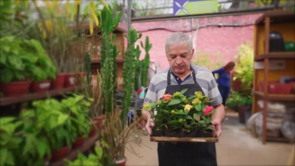 Hombre Maduro Llevando Macetas Plantas Tienda Negocios Jardinería Local Pasillo — Vídeos de Stock