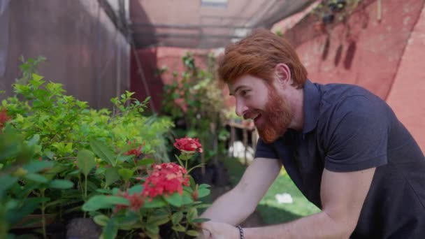 裏庭の外に立って棚から植物を引っ張る楽しい若い男 屋外の植物の緑のプロットを示す者 — ストック動画
