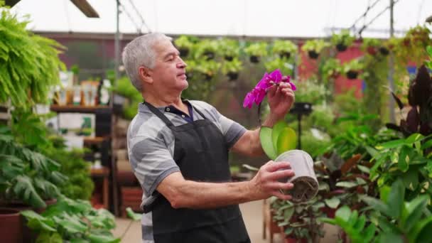 Candid Senior Man Examining Flower Horticulture Store Inglés Mayor Empresario — Vídeos de Stock