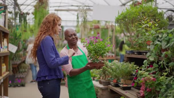 Senior Lady Pomáhá Mladé Žena Klientka Místní Zahradnictví Afroameričanka Která — Stock video