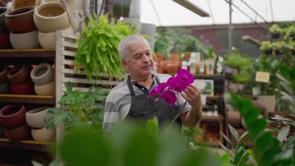 Hombre Mayor Cándido Sosteniendo Flor Dentro Tienda Plantas Hortícolas Propietario — Vídeos de Stock