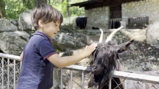 农场玩乐男孩用滑稽边缘逗弄山羊 — 图库视频影像