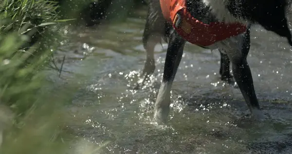 Dog shaking off water by lake shore, splashing water everywhere . Canine companion removes excess water