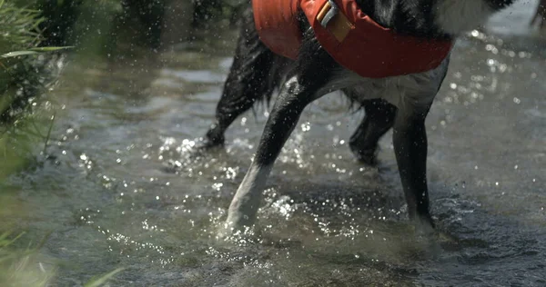 Dog shaking off water by lake shore, splashing water everywhere . Canine companion removes excess water