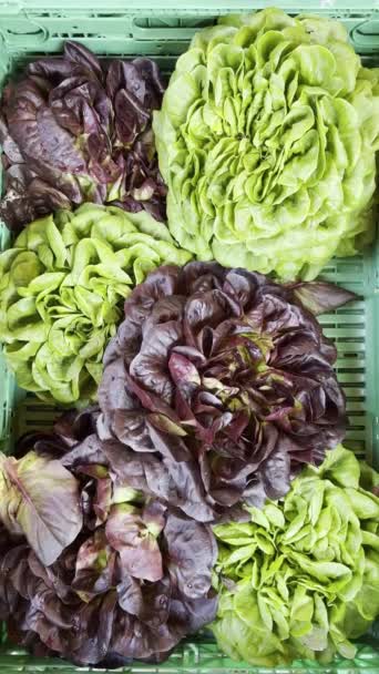 Lebendiger Grüner Und Roter Salat Einem Gemüsestand Auf Dem Wochenmarkt — Stockvideo