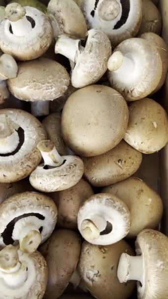 Uma Variedade Cogumelos Comestíveis Exibidos Movimentado Mercado Livre Para Frutas — Vídeo de Stock