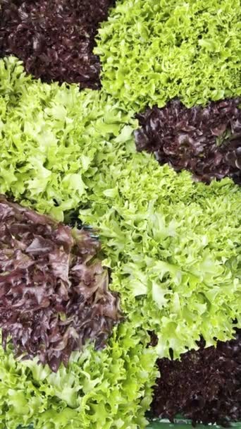 Knackige Und Lebendige Grüne Und Lila Lockige Salatblätter Die Einem — Stockvideo