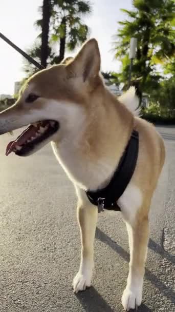 Вечерняя Прогулка Собакой Акита Поводке Парке — стоковое видео