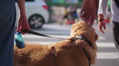 Yaya geçidinde tasmalı bir köpek karşıdan karşıya geçmek için bekliyor. Şehir ortamında Golden Retriever Pet