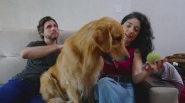 Köpek sahibi evdeki kanepede oturan Golden Retriever ile etkileşim halinde. Kadın topu dost canlısı hayvana gösteriyor