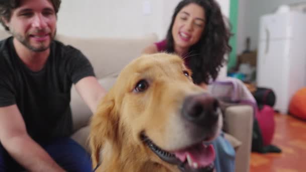 Närbild Hund Som Smeks Tillgivna Ägare Glad Golden Retriever Husdjur — Stockvideo
