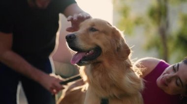 Hayvan sahipleri, güneş ışığı altında parkta oturmuş Golden Retriever köpeklerini okşuyor.