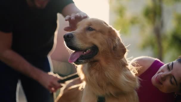 ペットの飼い主は日光の間に公園の外に座っているゴールデンレトリーバー犬を賭けます — ストック動画