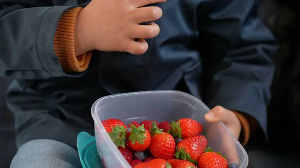 Child snacking berries while holding plastic tapperwear on the go. Little boy hand picking blueberry in the midst of strawberries eating healthy fruit wearing scarf and jacket