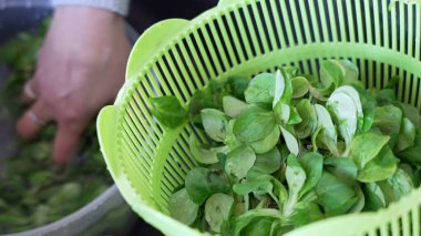 Lavabonun üzerinde El Temizleme Taze Yeşillikleri, Salata Hazırlama