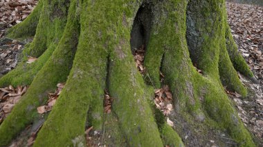 Yere kök salmış büyük bir ağaç. Yeşil yosun, doğal orman. Sonbahar mevsimini belirliyor.