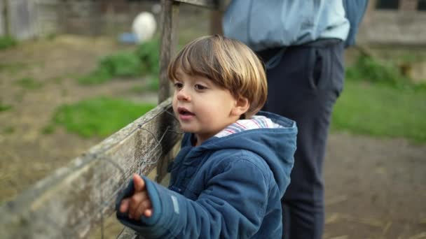 木の塀の背後にある興味深い4歳の観察農場 動物を指して — ストック動画