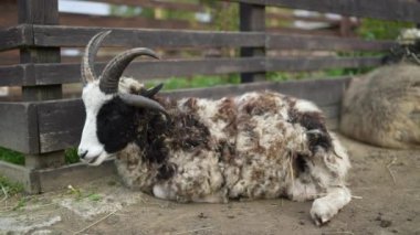 Tarım çiftliğinde dinlenen keçi hayvanı