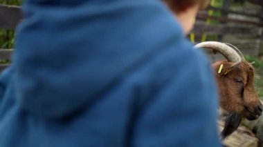 Küçük Çocuk Küçük Organik Çiftlikteki Keçiye Bakıyor, Kırsal Yerleşim. Çocuk tarım arazileri hakkında öğreniyor