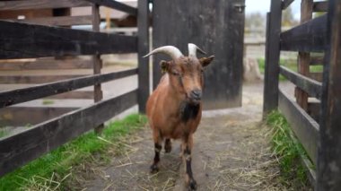 Çiftlik arazilerinde gezen meraklı keçi, kırsal kesimi izleyen kahverengi hayvan.