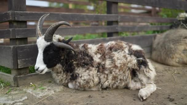 农业农场的山羊休息 — 图库视频影像