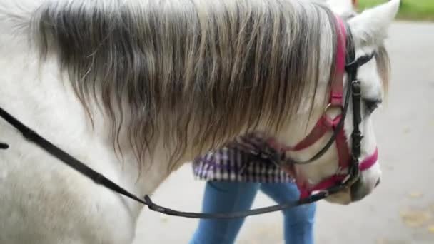 4岁男孩的小马冒险 骑在马背上可爱的孩子 — 图库视频影像