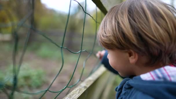 Маленький Мальчик Держащийся Забор Хочет Внимания Животного Ферме Профиль Летнего — стоковое видео