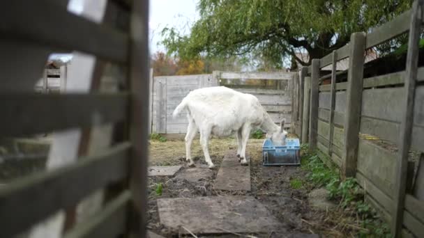 一只白山羊在木制栅栏后面的有机农业农场吃草 — 图库视频影像