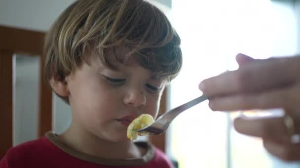 子供は昼食時に食べ物を拒否し 親は小さな男の子の卵を食べようとします 子供は食事の時間中に動揺します — ストック動画