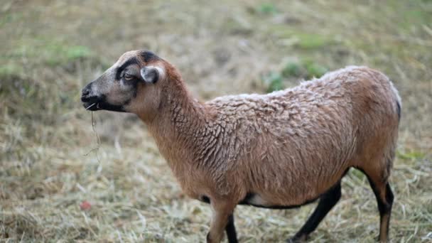 农村农业背景下的农场外的小山羊 — 图库视频影像
