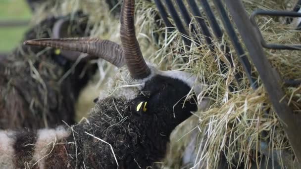有機農場で乾いた干し草を食べる毛皮を持つヤギ 動物の飼育の農業設定 — ストック動画