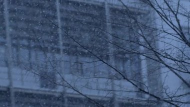 Falling snow with bare branches in background during winter season captured in super slow motion 1000 fps with a high speed camera