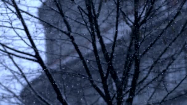 Snow Falling Super Slow Motion Captured 1000 Fps Bare Trees — стокове відео