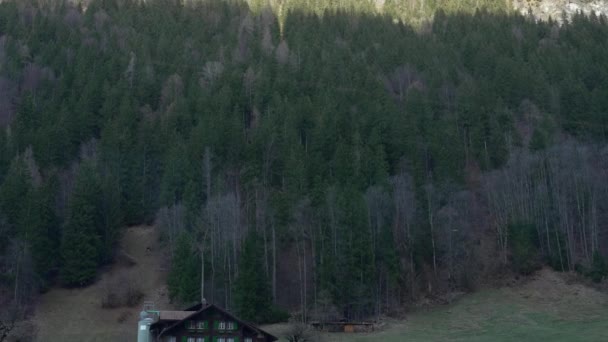 Дерева Видимі Залізничних Перевезень Швейцарії Природний Пейзаж Альпах — стокове відео