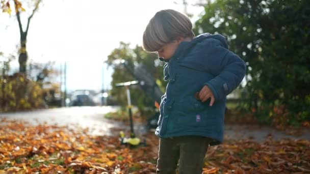 Adorable Enfant Explorant Nature Pendant Journée Automne Petit Garçon Ramassant — Video