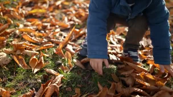 Barn Med Oransje Blader Hodet Sunlit Park Høst Leketid Barn – stockvideo