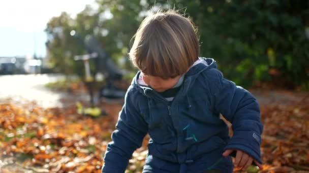 Ребенок Собирает Орехи Осенью Мальчик Синей Куртке Среди Оранжевых Листьев — стоковое видео