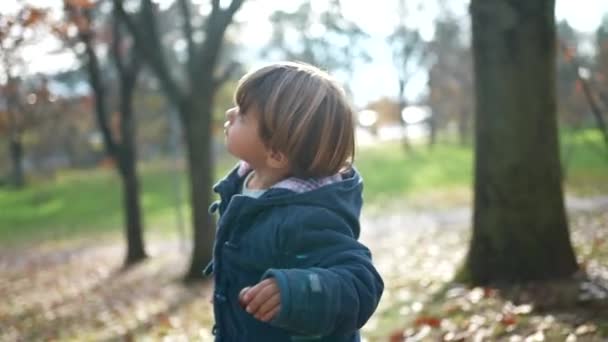孩子们站在公园里探索大自然 凝视着天空 3岁的孩子穿着蓝色的夹克 穿着橙色的树叶 沉思的表情 — 图库视频影像