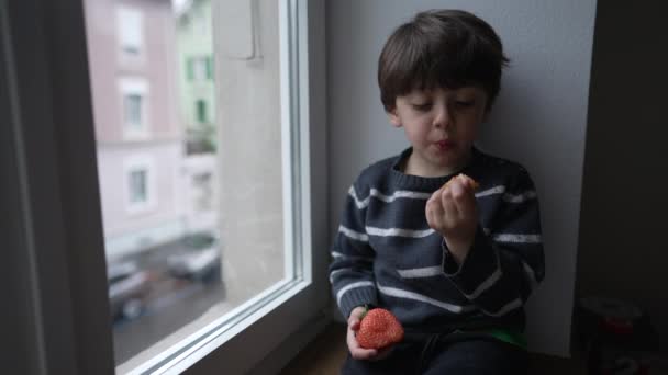 Berry Window Child Relishing Fresh Strawberry Bite Wearing Sweater Apartment — Stock Video