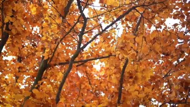 Sonbahar Mevsiminde Körükle Gelen Portakal Yaprakları — Stok video