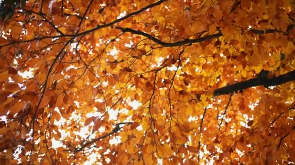 Sonbahar Sezonunda Portakal Yaprakları Ağacına Bakmak — Stok video