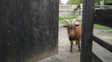 Bir kahverengi keçi, ahşap çitlerin arkasında, organik küçük bir çiftlik içinde, kırsal alanda kamerayı gözlemliyor.