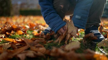 Kaygısız 3 yaşındaki çocuk güneş ışığında parka yapraklar fırlatıyor. Sonbahar sezonu - çocuk dışarıda oynuyor turuncu doğanın ortasında mavi ceket giyiyor